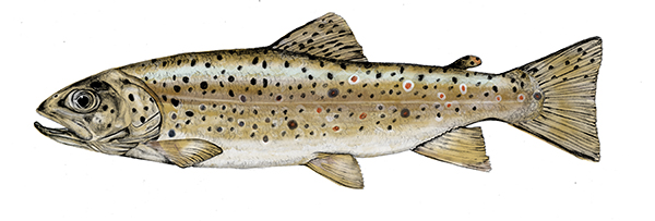 Brown Trout