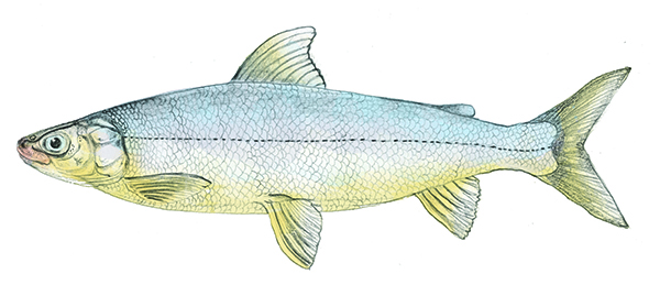 Lake Whitefish