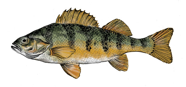 Yellow Perch