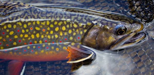 Learn about Maine's Inland Fisheries