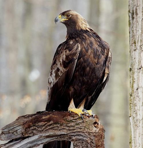 Golden Eagle