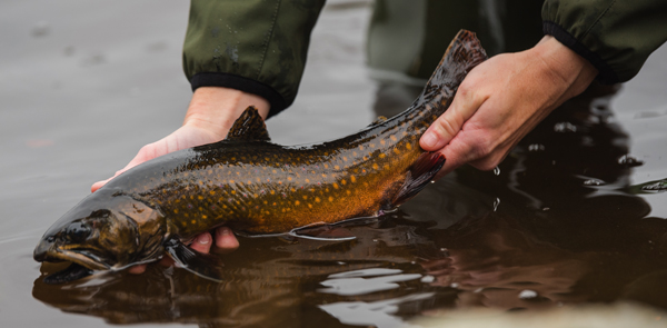 Information about Maine's State Hatcheries