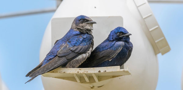 Purple Martin Landlords
