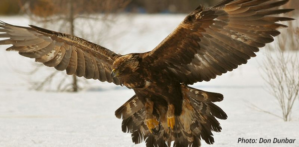 Golden Eagle Study