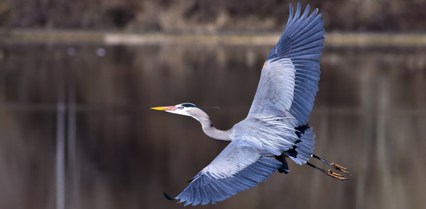 Heron Observation Network