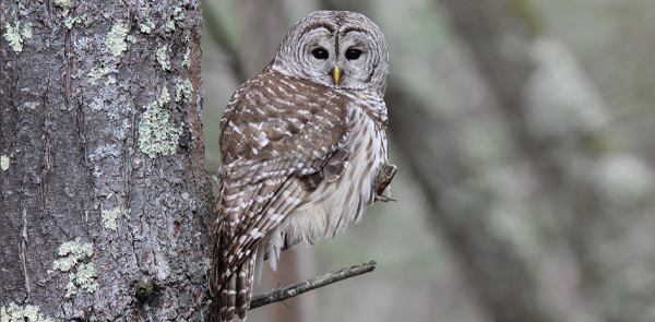 Owl Pellet Project - Project complete