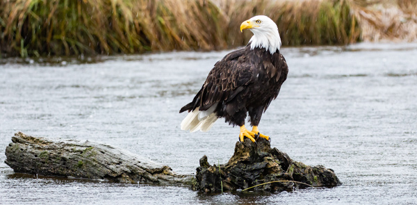 River Bird Project - Project complete