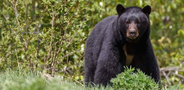 Black Bear