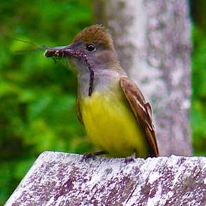 Birds