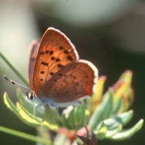 Invertebrates