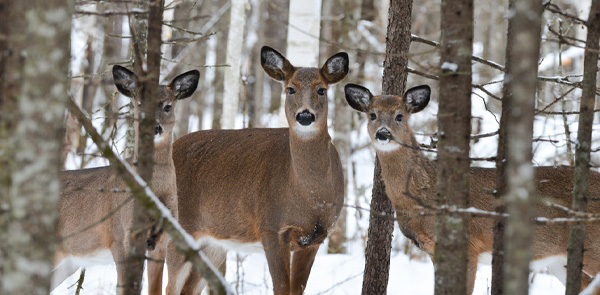 Northern Maine Wintering Deer Survey