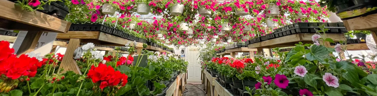 Flowers at a plant sale
